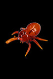 Glass Spider Hand Pipe
